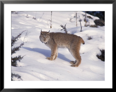 Lynx, Lynx Canadensis by Erwin Nielsen Pricing Limited Edition Print image
