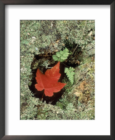 Autumn Maple Leaf In Green Moss by David Ennis Pricing Limited Edition Print image