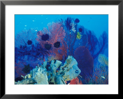 Healthy Reef System, Kimbo Bay, West New Britain, Papua New Guinea by Michele Westmorland Pricing Limited Edition Print image