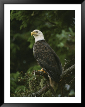 A Bald Eagle Perches Proudly On A Tree Branch by Raymond Gehman Pricing Limited Edition Print image