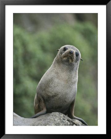 A New Zealand Fur Seal (Arctocephalus Forsteri) Looks Confused by Tom Murphy Pricing Limited Edition Print image