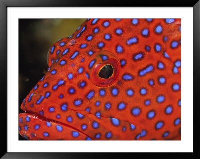 Coral Cod by Stuart Westmoreland Pricing Limited Edition Print image