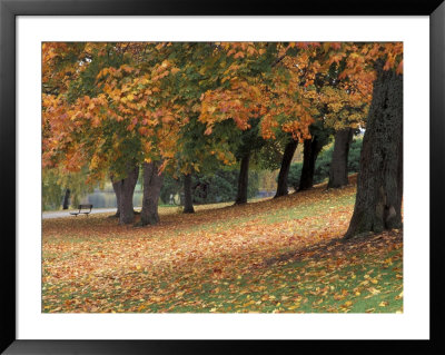 Maples And Bench In Autumn At Greenlake, Seattle, Washington, Usa by Jamie & Judy Wild Pricing Limited Edition Print image