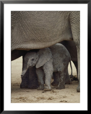 A Juvenile Elephant Standing Among Adults by Kenneth Garrett Pricing Limited Edition Print image