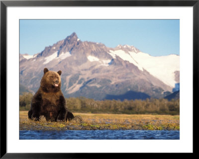 Brown Bear With Salmon Catch, Katmai National Park, Alaskan Peninsula, Usa by Steve Kazlowski Pricing Limited Edition Print image