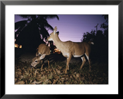 A Pair Of Rare Key Deer Foraging At Twilight by Joel Sartore Pricing Limited Edition Print image