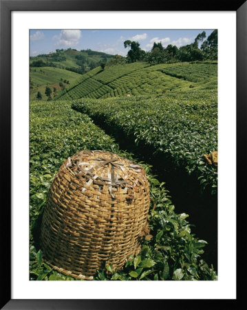 Tea Plantations Covering The Hills Near Mount Kenya by Michael S. Lewis Pricing Limited Edition Print image