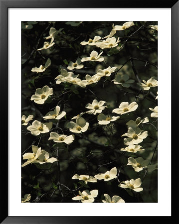 Pacific Dogwood Blossoms In Bloom by Marc Moritsch Pricing Limited Edition Print image