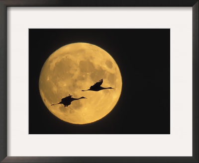 Sandhill Cranes Flying In Front Of Full Moon, Bosque Del Apache National Wildlife Reserve by Ellen Anon Pricing Limited Edition Print image