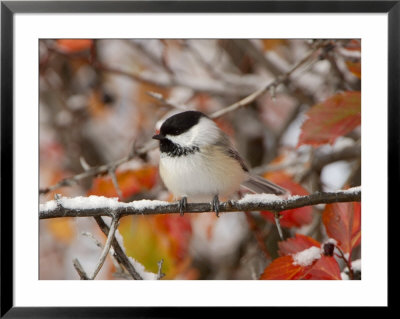 Adult Black-Capped Chickadee In Snow, Grand Teton National Park, Wyoming, Usa by Rolf Nussbaumer Pricing Limited Edition Print image