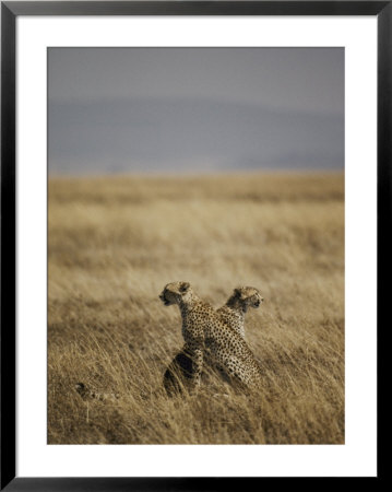 A Pair Of Cheetahs Examine The Landscape by Jason Edwards Pricing Limited Edition Print image