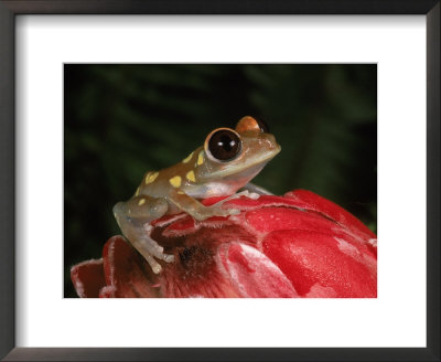 Parker's Tree Frog, Tanzania by Marian Bacon Pricing Limited Edition Print image