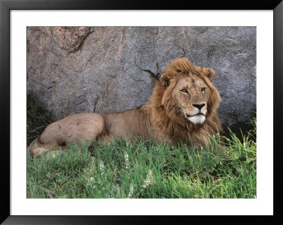Portrait Of Male African Lion, Tanzania by Dee Ann Pederson Pricing Limited Edition Print image