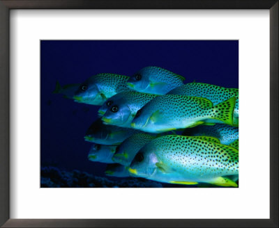 A School Of Blackspotted Sweetlips (Pfectorhinchus Geterinus), Red Sea, Egypt by Casey Mahaney Pricing Limited Edition Print image