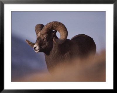 Bighorn Ram, Yellowstone National Park, Wyoming by Raymond Gehman Pricing Limited Edition Print image