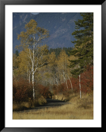 Autumn Foliage, Targhee National Forest, Palisades, Idaho by Raymond Gehman Pricing Limited Edition Print image