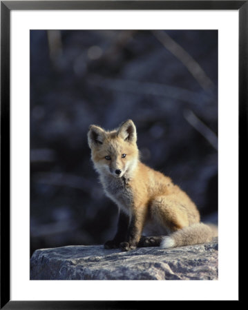 An Arctic Fox Poses On A Rock by Paul Nicklen Pricing Limited Edition Print image