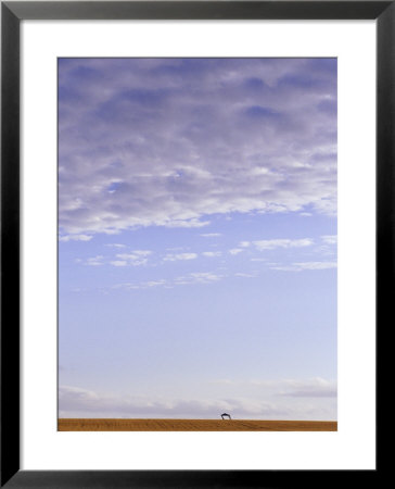 Bent By The Wind, An Abandoned Farm Shed Appears On The Distant Horizon by Jason Edwards Pricing Limited Edition Print image