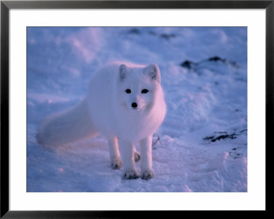 Young Arctic Fox, Wapsuk National Park, Can by Harry Walker Pricing Limited Edition Print image