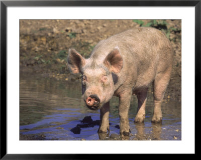 Pig Standing In Water by Lynn M. Stone Pricing Limited Edition Print image