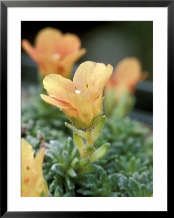 Saxifrage by Lynn Keddie Pricing Limited Edition Print image
