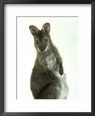 Red Necked Wallaby, Young, England, Uk by Les Stocker Pricing Limited Edition Print image
