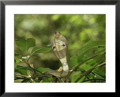 Indian Cobra, Naja Naja by Vivek Sinha Pricing Limited Edition Print image