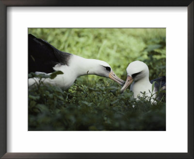 Gentle Greeting, Demure Response Mark The Courtship Of The Laysan Albatross by William Allen Pricing Limited Edition Print image