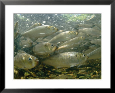 Alewives Swim To A River In Spring To Spawn by Bill Curtsinger Pricing Limited Edition Print image