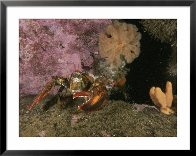 An American Or Northern Lobster Near Sponges And Anemones by Brian J. Skerry Pricing Limited Edition Print image