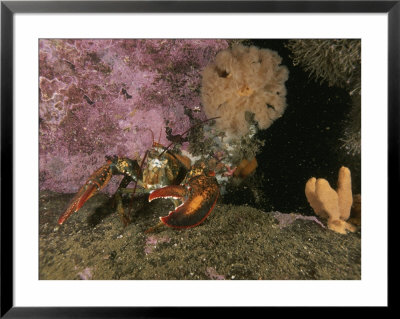 An American Or Northern Lobster Near Sponges And Anemones by Brian J. Skerry Pricing Limited Edition Print image