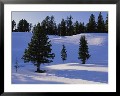 Evergreens Grace A Snowy Landscape by Raymond Gehman Pricing Limited Edition Print image