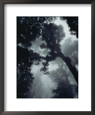 View In The Monteverde Cloud Forest by Steve Winter Pricing Limited Edition Print image