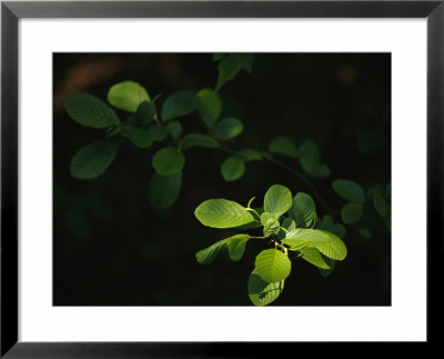 Beech Tree Leaves With Spring Foliage Glowing In Dappled Sunshine by Raymond Gehman Pricing Limited Edition Print image