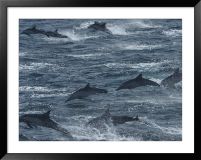 A Pod Of Common Dolphins Leaping From The Water by Ralph Lee Hopkins Pricing Limited Edition Print image