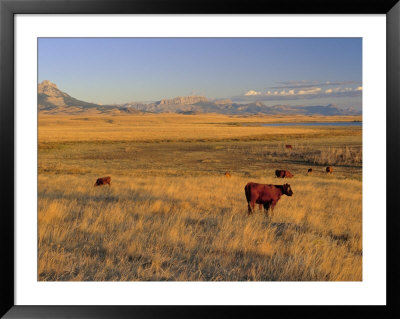 Cattle Graze Along The Rocky Mountain Front Near Choteau, Montana, Usa by Chuck Haney Pricing Limited Edition Print image