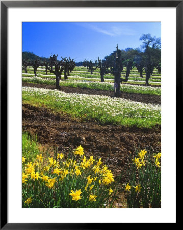 Flowers In A Vineyard At The Sausal Winery, Sonoma County, California, Usa by John Alves Pricing Limited Edition Print image