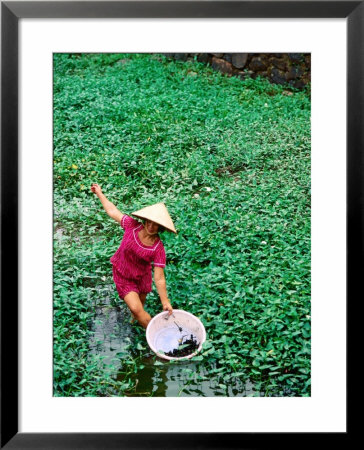 Woman Collecting Snails In Moat Around Imperial Palace, Hue, Vietnam by Anthony Plummer Pricing Limited Edition Print image