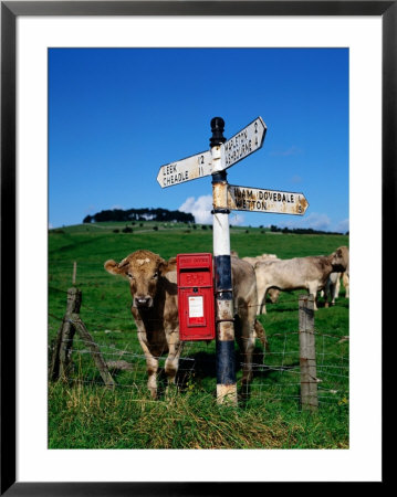 Cows And Post-Box Near Ashbourne, United Kingdom by Chris Mellor Pricing Limited Edition Print image