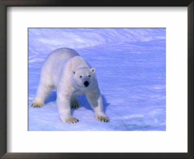 Polar Bear (Thalarctos Maritimus) Standing On Ice On Baffin Bay, Canada by Nicholas Reuss Pricing Limited Edition Print image