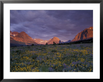 Sunrise With Wildflowers, Glacier National Park, Montana, Usa by Darrell Gulin Pricing Limited Edition Print image