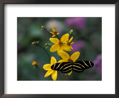 Zebra Longwing Butterfly, Woodland Park Zoo, Washington, Usa by Jamie & Judy Wild Pricing Limited Edition Print image
