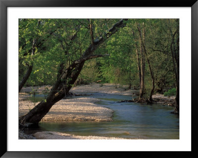 Early Morning Light On Bull Creek, Missouri, Usa by Gayle Harper Pricing Limited Edition Print image
