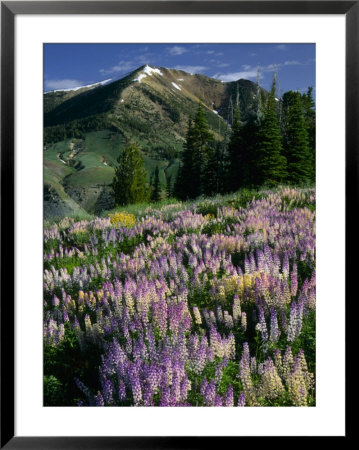 Lupine And Subalpine Firs, Humboldt National Forest, Jarbridge Wilderness And Mountains, Nevada, by Scott T. Smith Pricing Limited Edition Print image