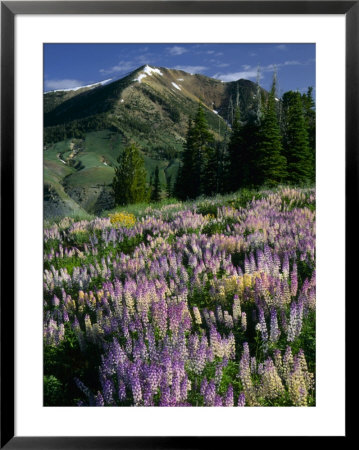 Lupine And Subalpine Firs, Humboldt National Forest, Jarbridge Wilderness And Mountains, Nevada, by Scott T. Smith Pricing Limited Edition Print image