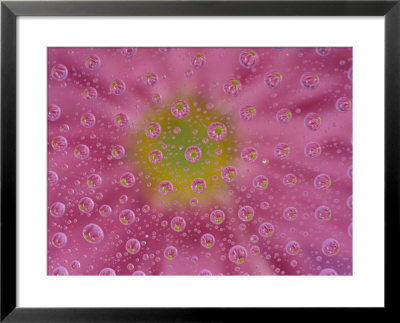 Pink Mums, Washington, Usa by Jamie & Judy Wild Pricing Limited Edition Print image