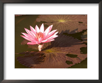 Lotus Flower In The Morning Light, Sukhothai, Thailand by Gavriel Jecan Pricing Limited Edition Print image
