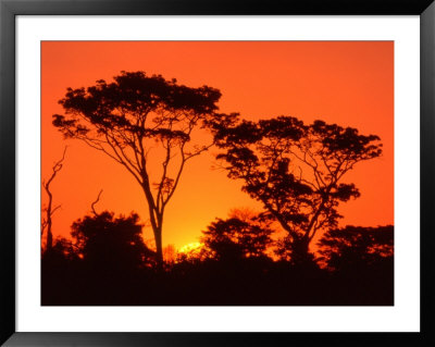 Trees Silhouetted By Dramatic Sunset, South Africa by Claudia Adams Pricing Limited Edition Print image