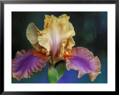 Bearded Iris, Rochester, Michigan, Usa by Claudia Adams Pricing Limited Edition Print image