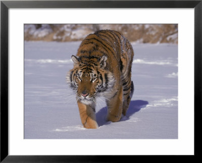 Siberian Tiger In The Snow by Lynn M. Stone Pricing Limited Edition Print image